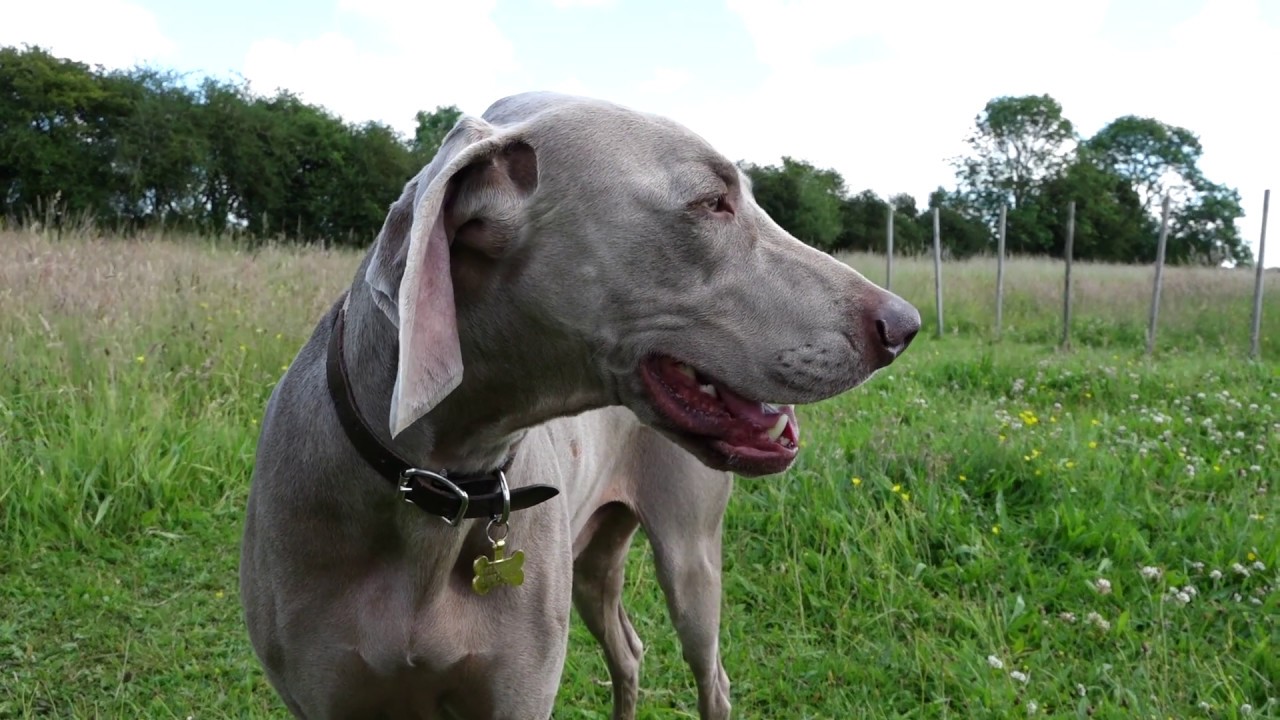Woof-Farm Meadow at Woodfarm Barns - dogs love it!
