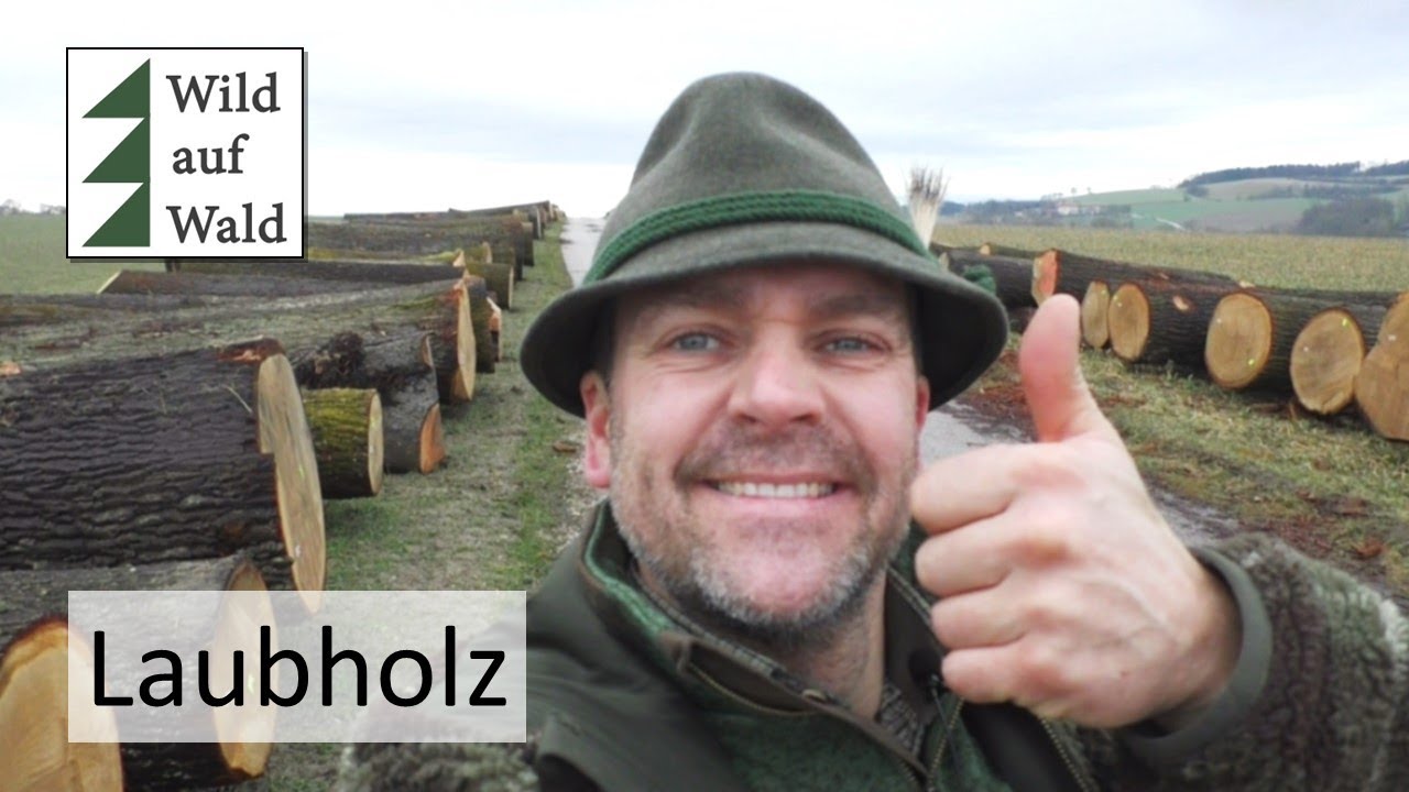 🌲Kostbare Baumstämme: Zum €rsten, zum 2., Verkauft! Wertholzsubmission 2024 #wildaufwald