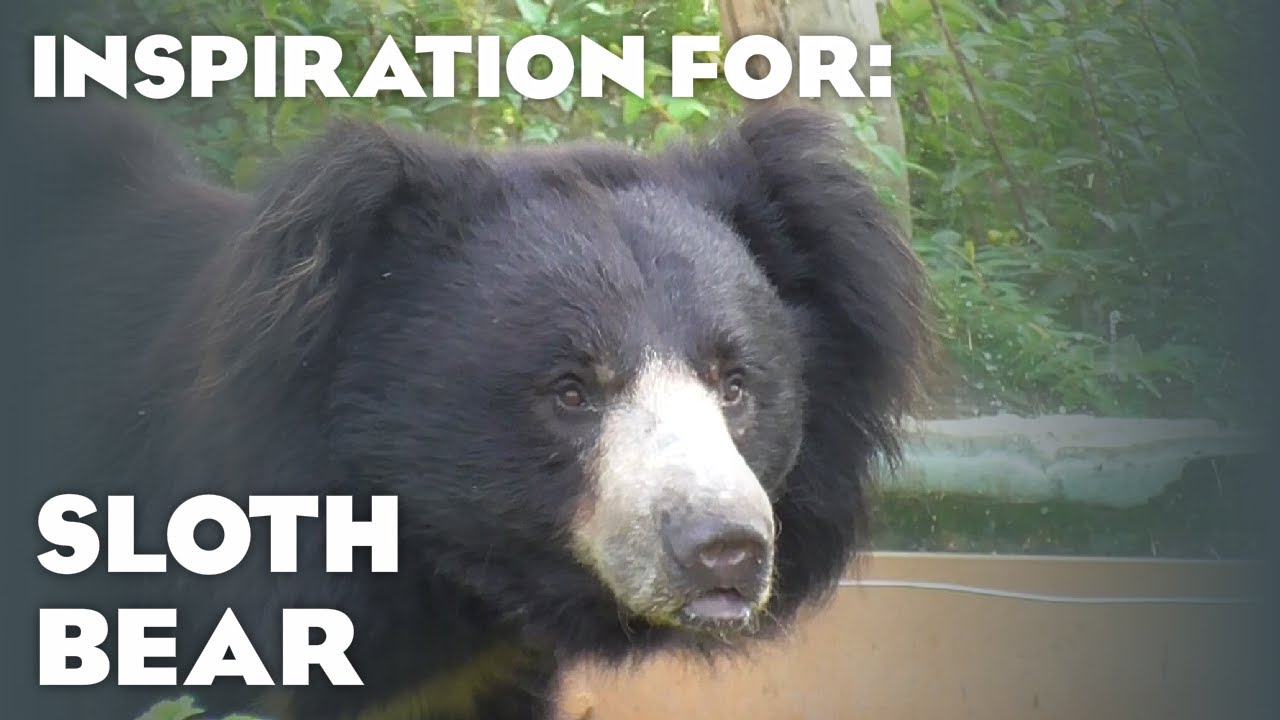 3 Real Sloth Bear Habitats! (Planet Zoo: Eurasia Animal Pack Inspiration)