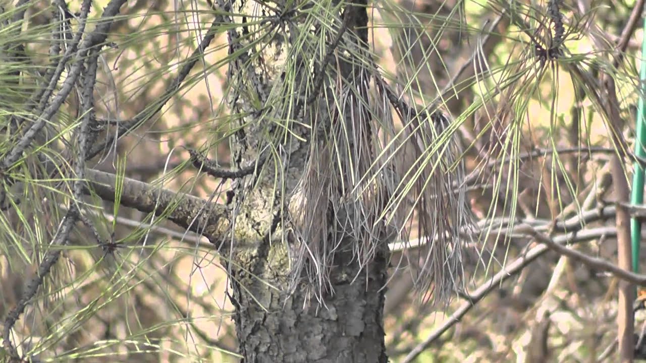 Pełzacz ogrodowy (Certhia brachydactyla)