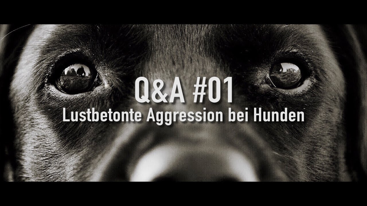 Q&A #01 - Lustbetonte Aggression bei Hunden (mit Fransi Rottmaier) | Tony Kliebisch