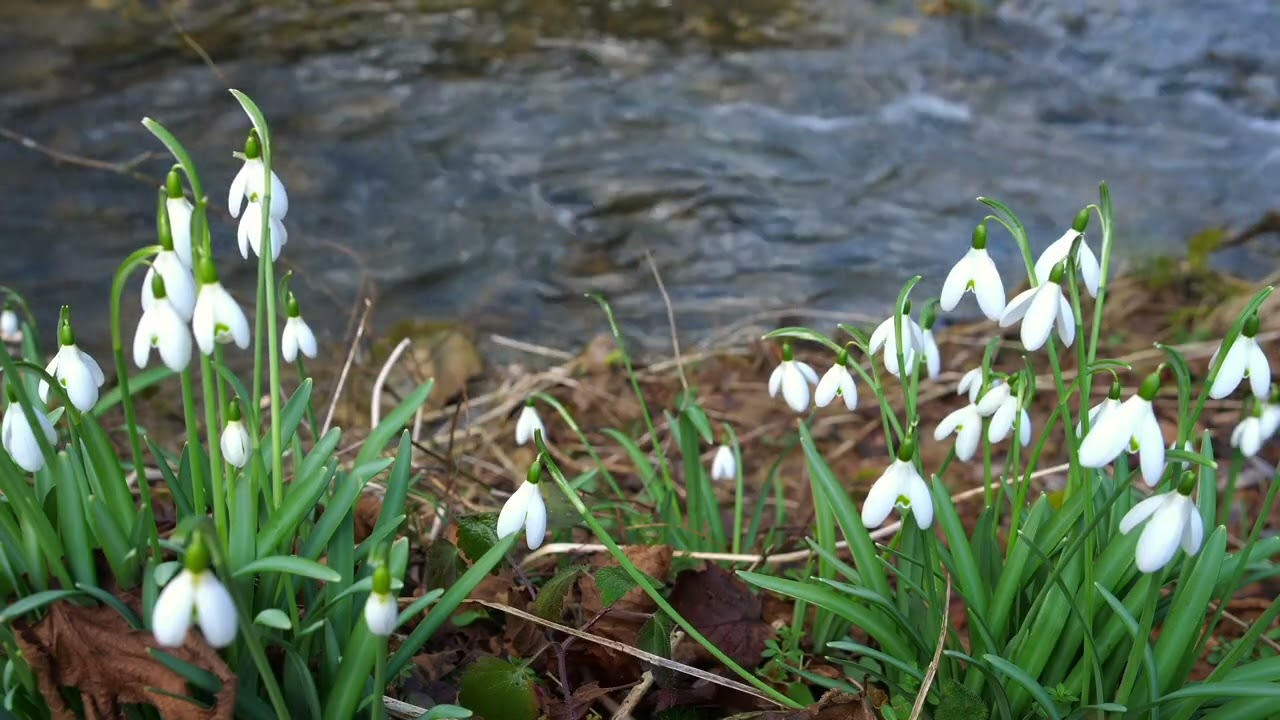 Nature Running Water Sounds for Sleeping, Relaxation or Meditation