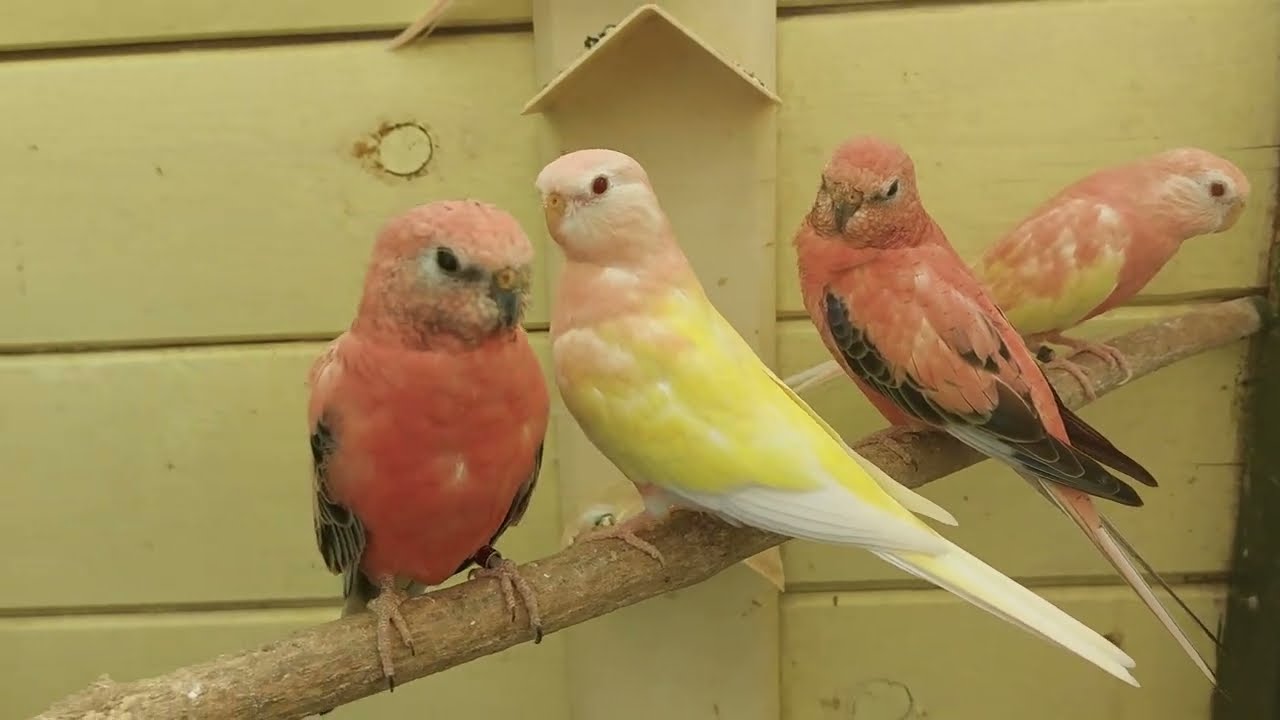 Bourke Parakeets In The Aviary  2023