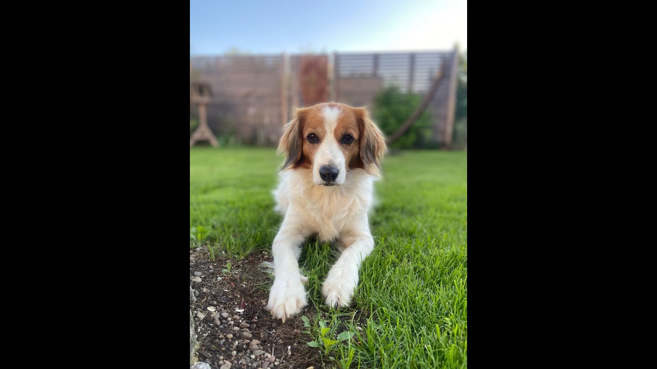 Zuchtstättentreffen Kooikerhondje vom Vöhlinschloss am 22 05 2022 in Vöhringen