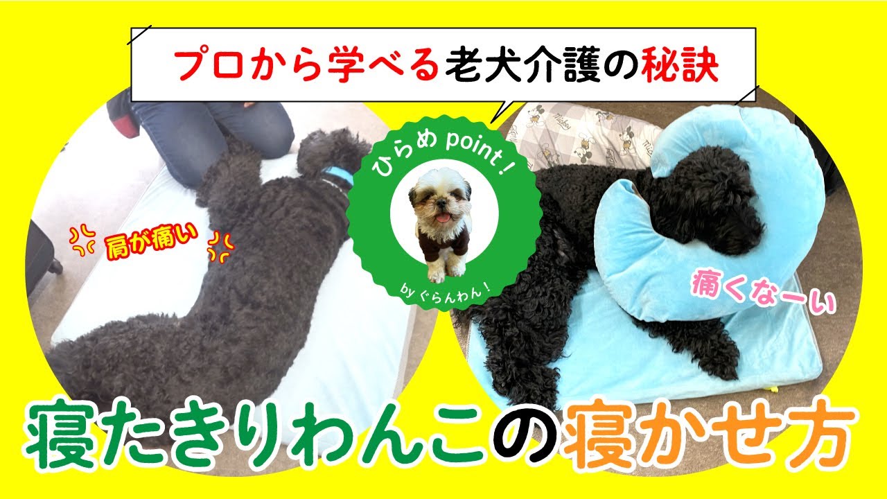 【老犬介護】寝たきりわんこの寝かせ方　ひらめちゃんねる（byぐらんわん！）