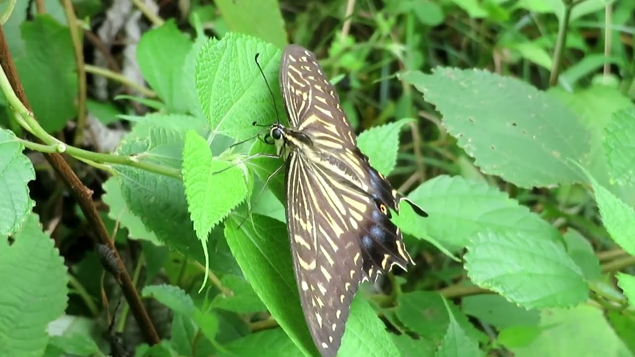 Swallowtail //Papilio xuthus/ナミ  アゲハ/[nami ageha]