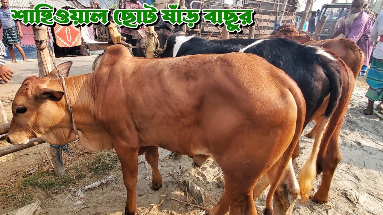 ছোট ছোট শাহিওয়াল ষাঁড় বাছুরের দাম জানুন | বেতাগা গরুর হাট | Gorur Haat BD