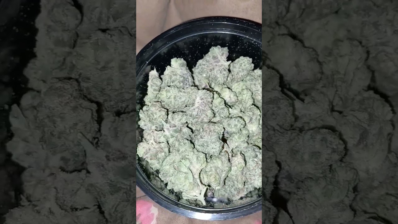 Lava Cake Strain🔥💙
