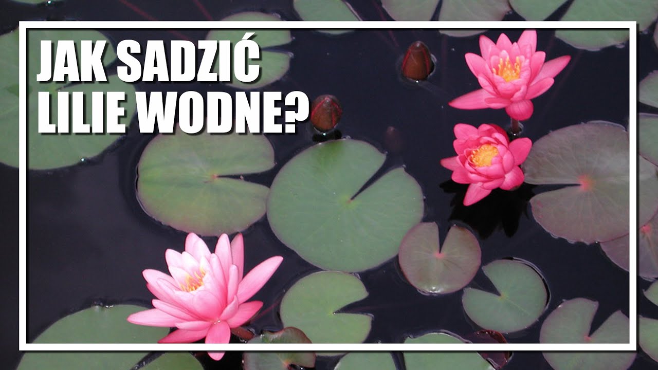LILIE WODNE, GRZYBIENIE - Jak sadzić?