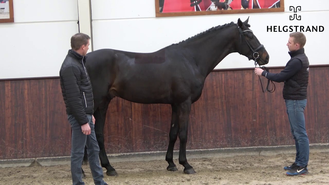 So Perfect by Sezuan / Sir Donnerhall I – stallion born 2017 (ENG)