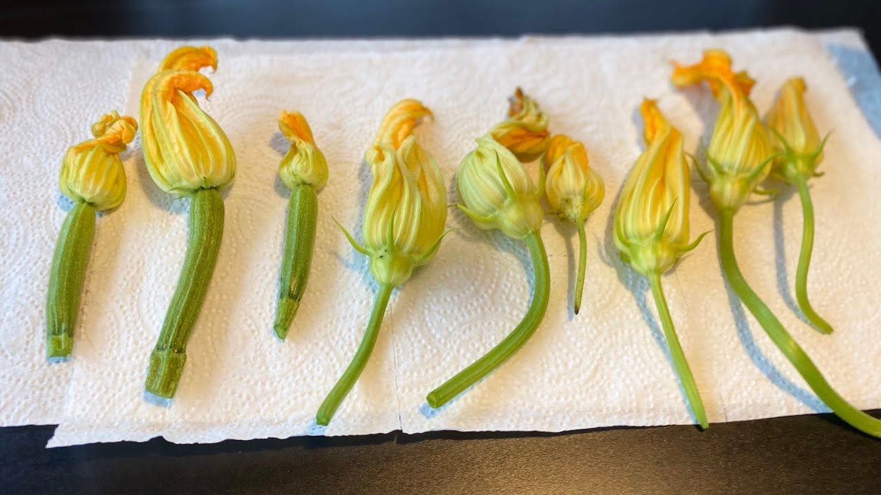 Friterade zucchiniblommor