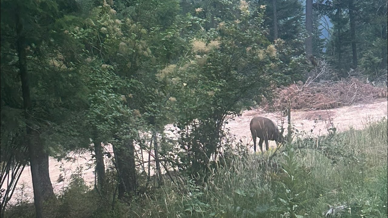 Elk playing in the front yard