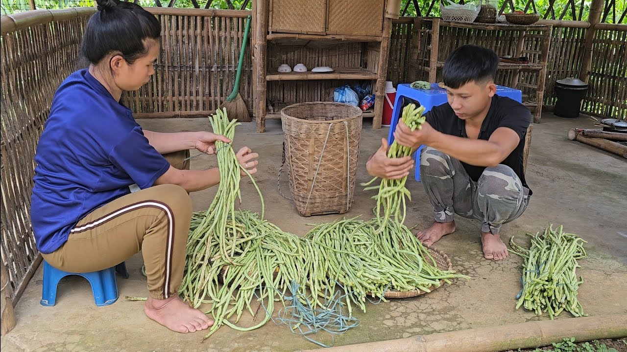Young Couple Harvest Beans ToSell For Money ToCover Their Family Expenses And Raise Their YoungChild