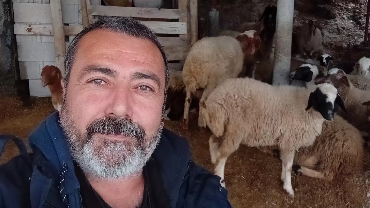 #koyun#kuzu 🇹🇷#köydeyaşam 8.1.2026