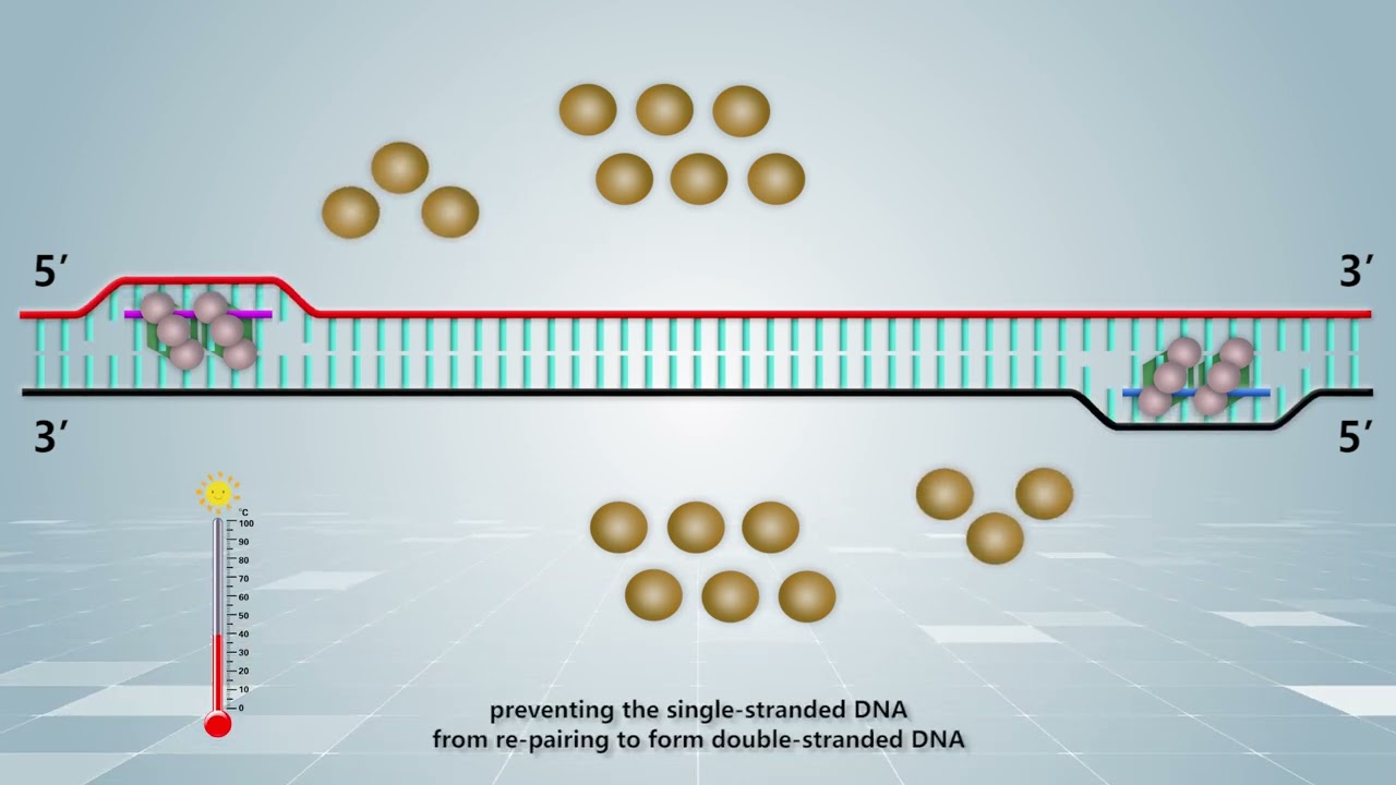 Sharing of principles of multi-enzyme isothermal rapid nucleic acid amplification technology