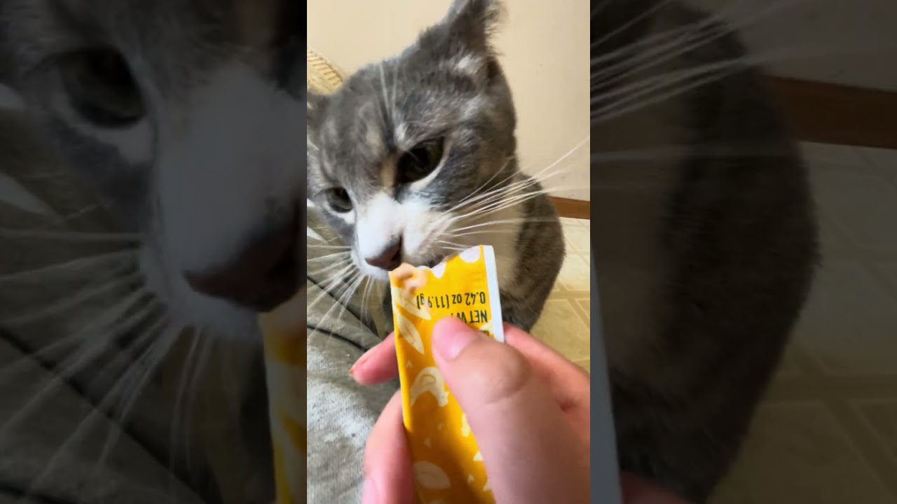 My cat is eating paste again :3