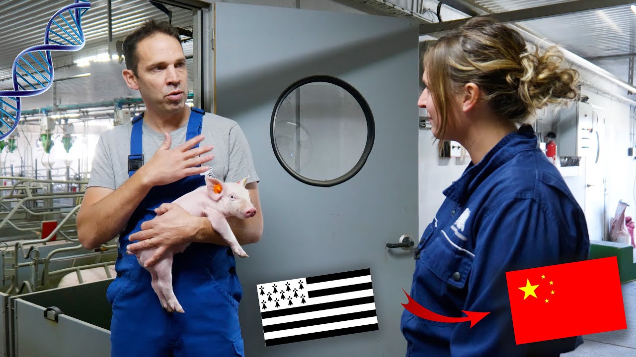 S4 - E3 : Des PORCS BRETONS vendus dans le MONDE grâce à la GÉNÉTIQUE 🌎 🐷 🇫🇷