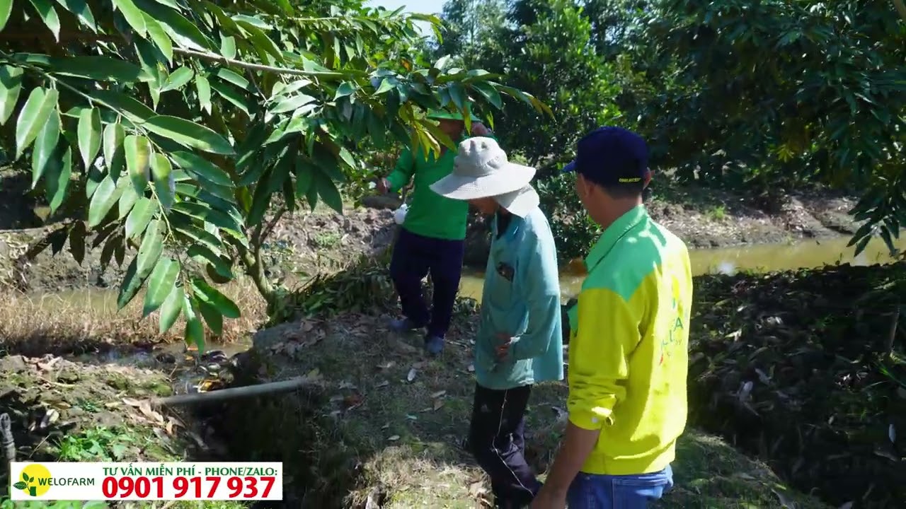 Phục hồi vườn sầu riêng miền tây sau thu hoạch