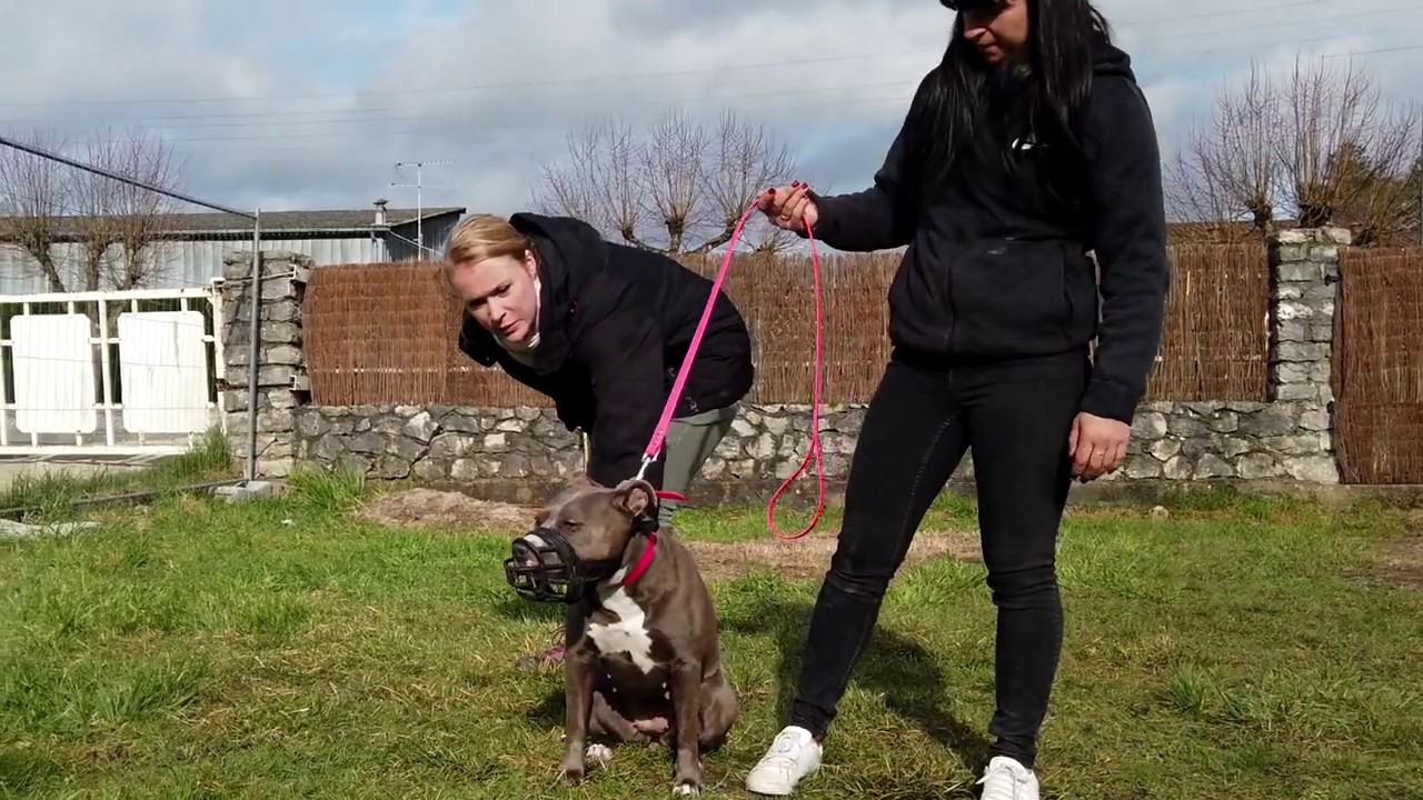 AMSTAFF RÉACTIVE / FORMATION ÉDUCATEUR CANIN / SYM DOG RÉGION CENTRE