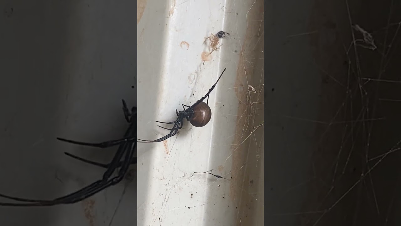 Redback farmer EPISODE8 