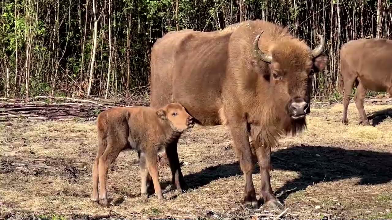 The Switch: Can bison revitalize the English countryside? | REUTERS