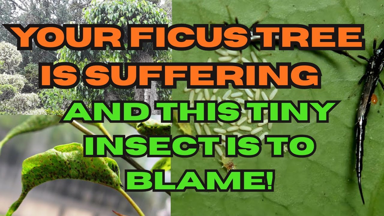 THRIPS ON FICUS? HERE’S HOW TO SPOT AND STOP THEM FAST!
