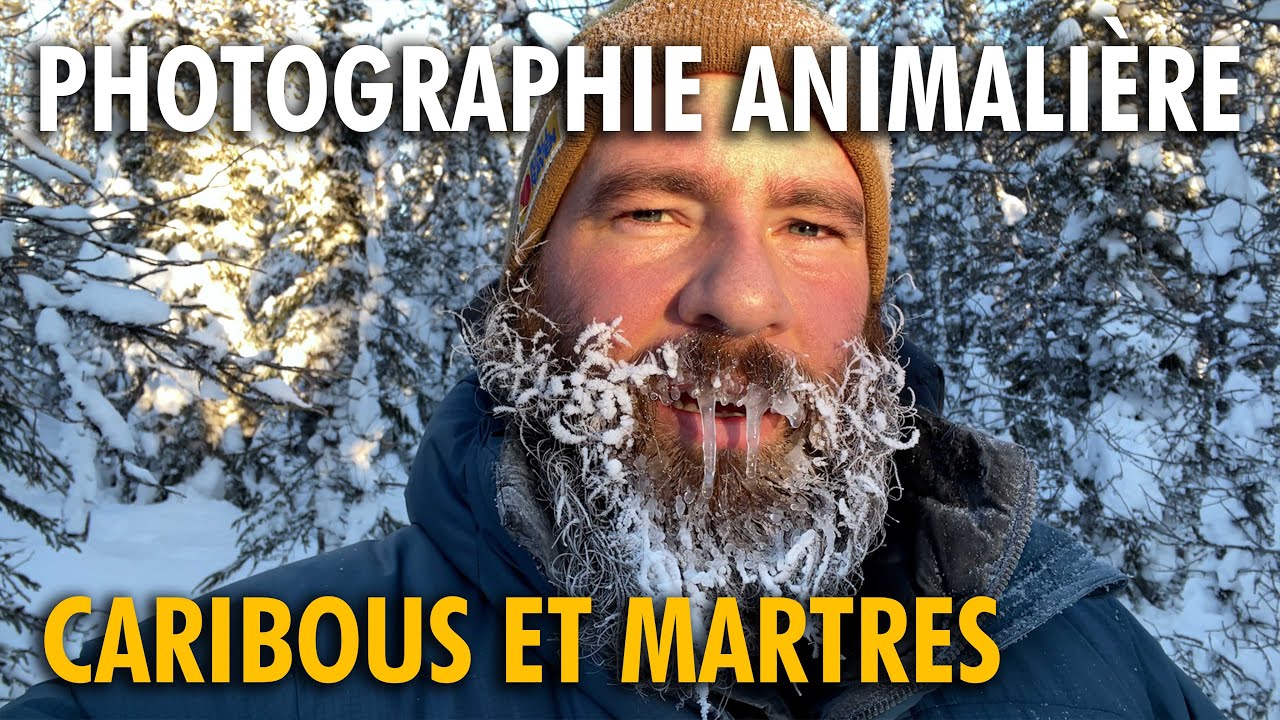 Aventure dans la taïga en hiver - Photographie animalière au Nord du Québec - Partie 1