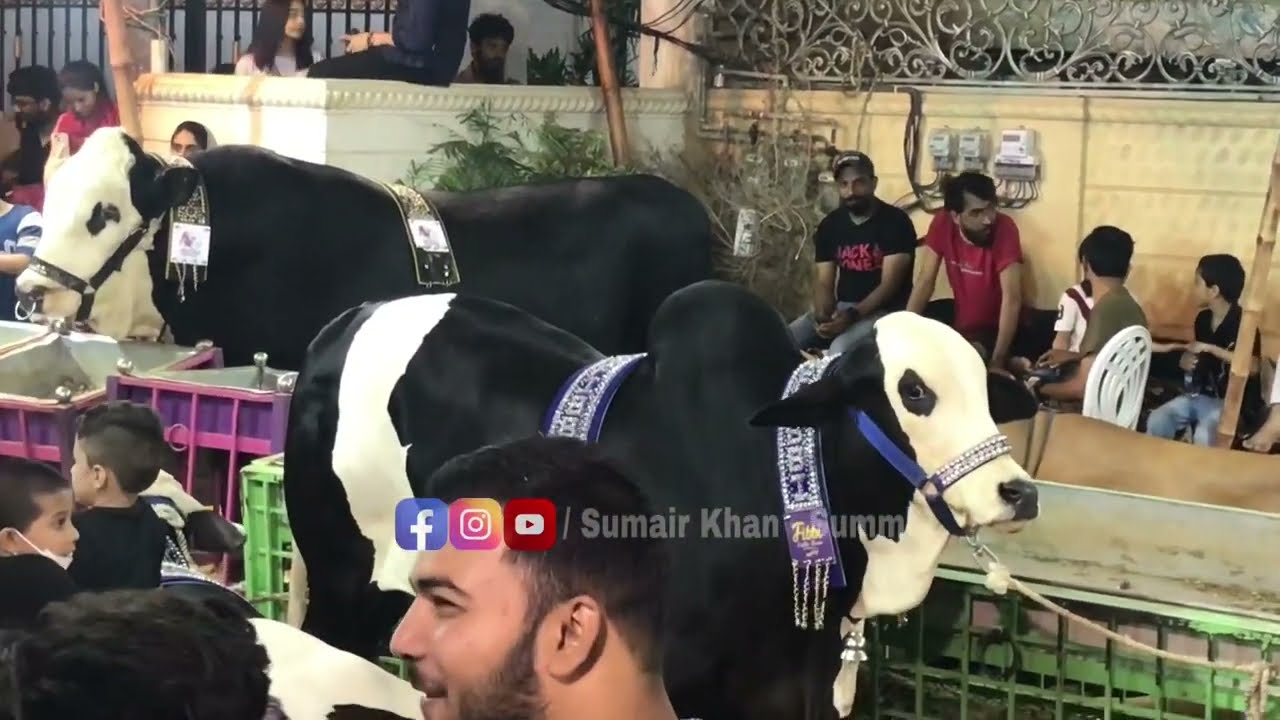 Continental Bakery Cow 2023 | Gulshan e Iqbal | Bakra Eid 2023 | Sumair Khan - Summi