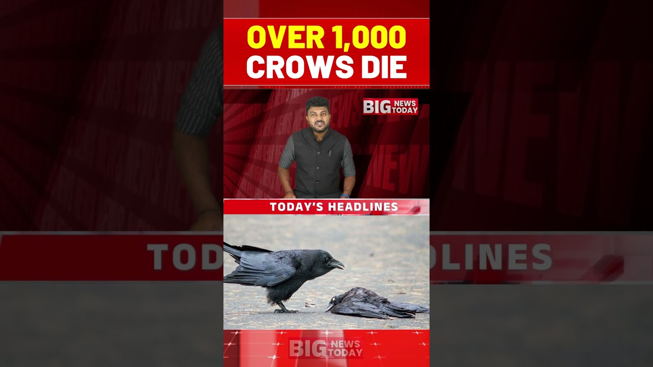 Over 1,000 Crows Die Suddenly In Chennai, Bird Flu Confirmed | BIG NEWS TODAY