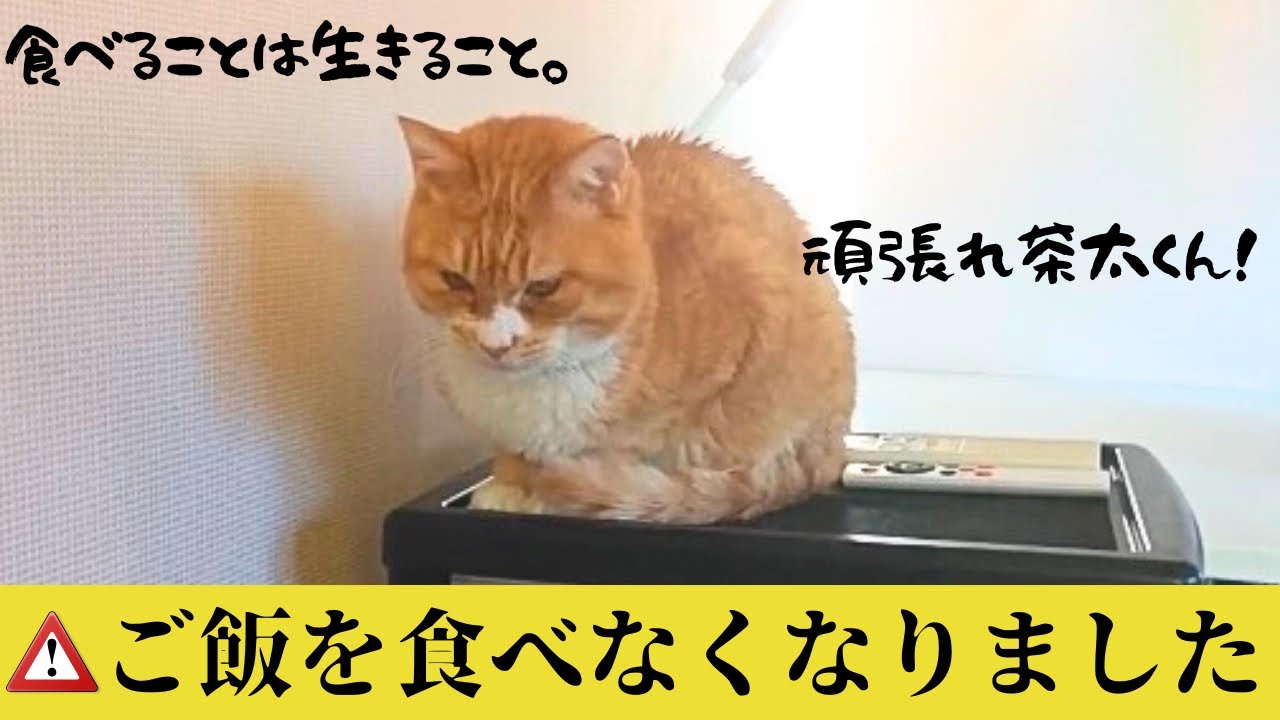 【元野良猫】ここが正念場！ご飯を食べない病気の猫が冬を越すには…