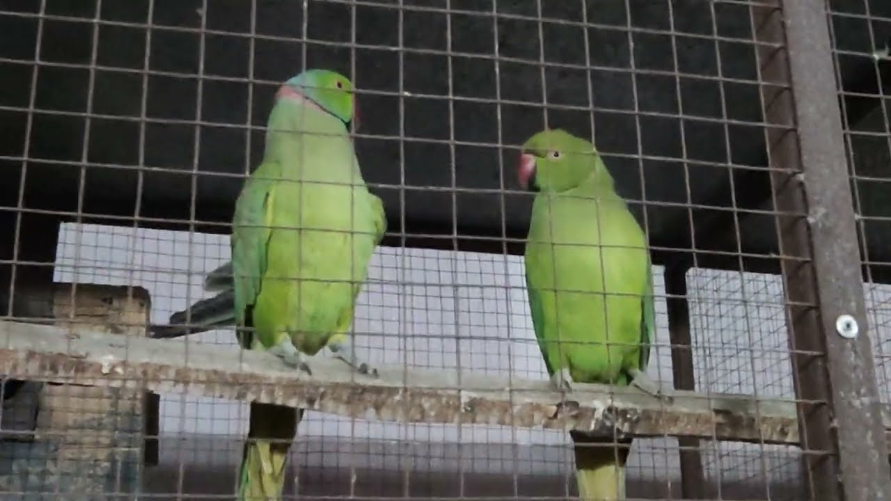 ringneck breeding formula ringneck crossing
