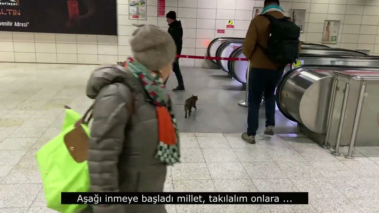 Pendik Trenini Yakalamaya Çalışan Tekir