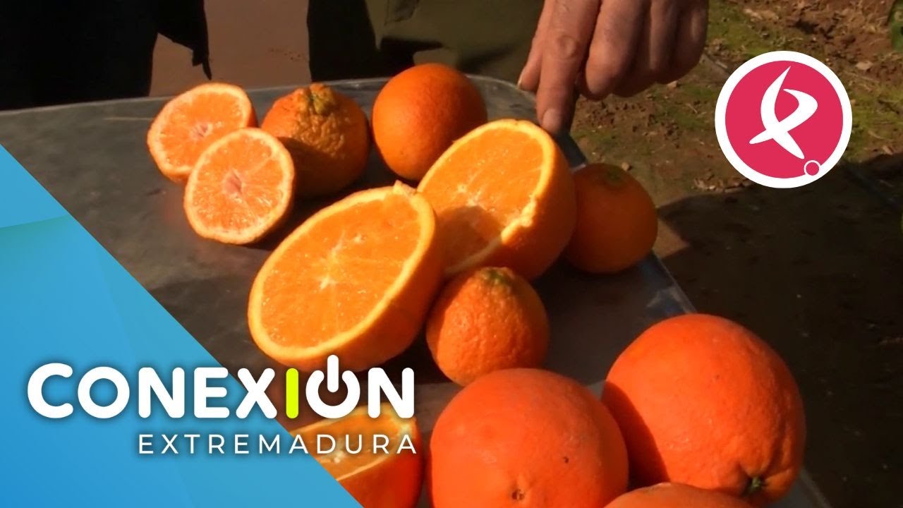 Naranjas de Montijo: Así se recogen y envasan | Conexión Extremadura