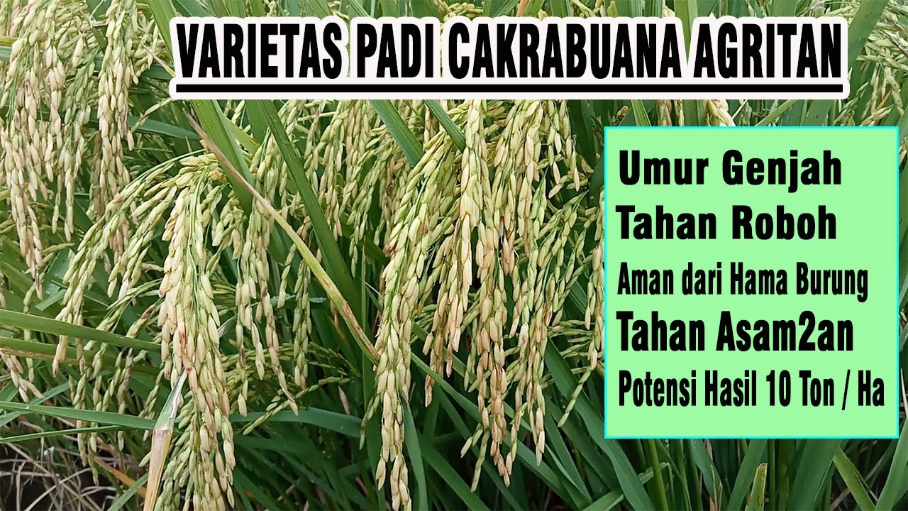 Varietas Padi cakrabuana, Padi Genjah Produksi Tinggi