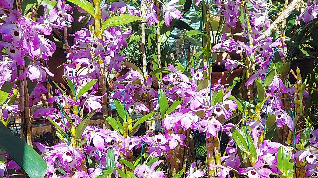 COMO FAZER SUA ORQUÍDEA OLHO DE BONECA FLORIR MUITO!!! #jvorquideas #dendrobium #dendrobiumorchids