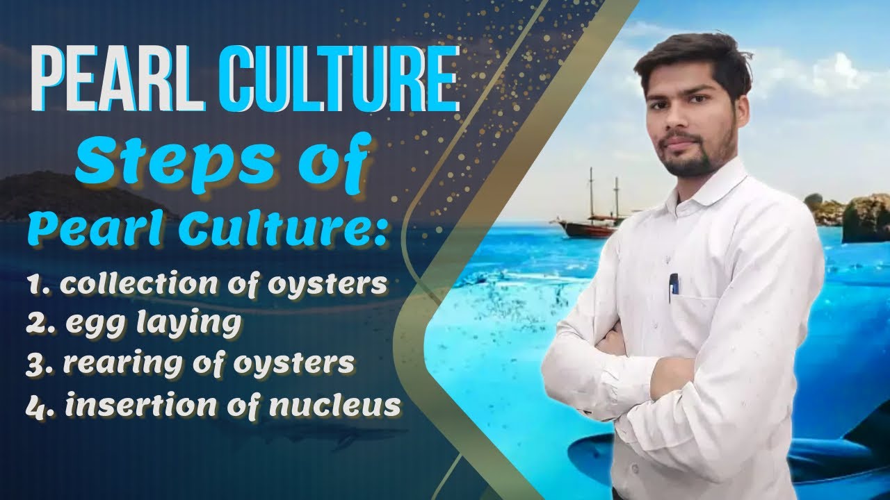 Pearl culture || Pearl Fisheries || How pearl culture process done || Steps for pearl culture