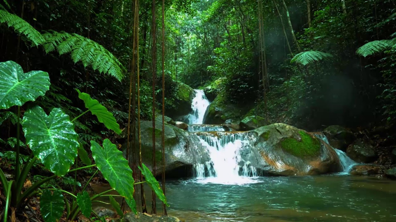 Gentle Woodland Stream and Birdsong | Relaxing Forest Nature Sounds for Focus & Calm