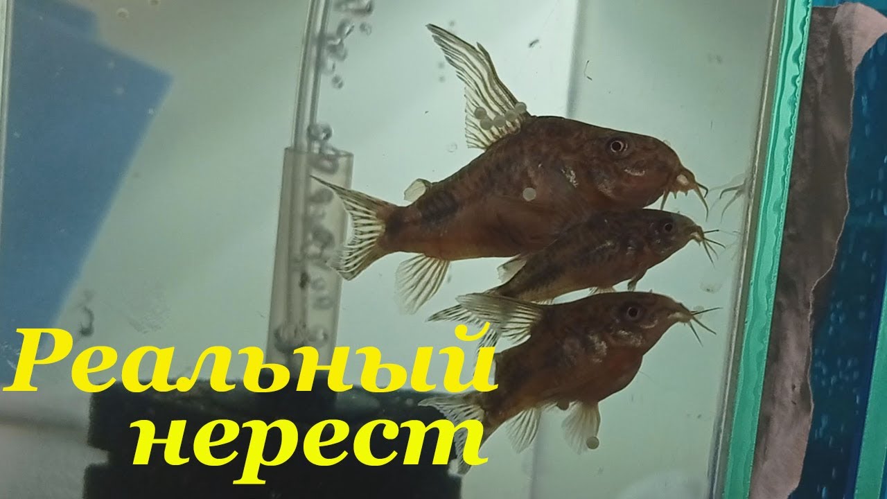 Крапчатый сомик нерест Нерест коридорасов Икра Мальки