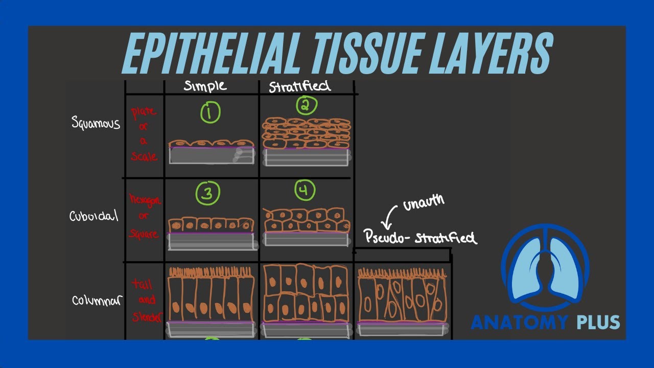 Epithelial Tissue
