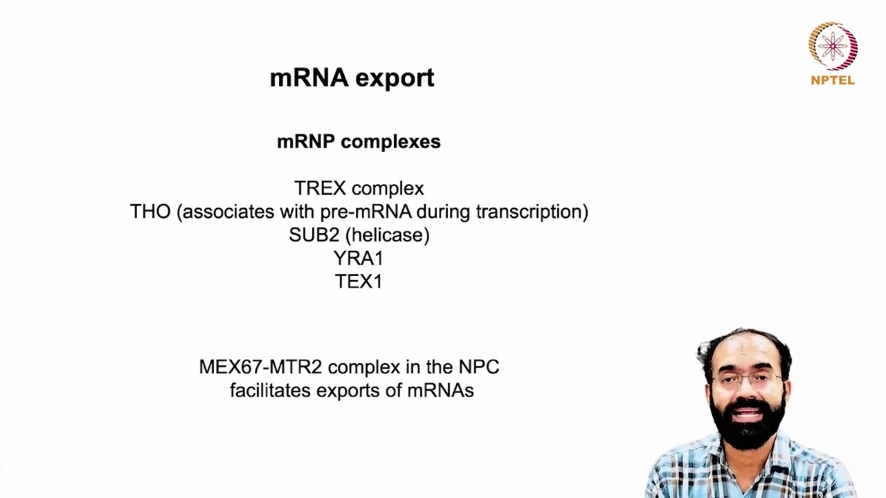 snRNA, rRNA, miRNA, siRNA Processing, Export and Function_ RNA Export Mechanisms#swayamprabha