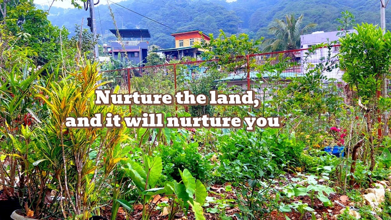 Country Life-Harvest and Cook Taro For a Hearty Meal/Slow Living