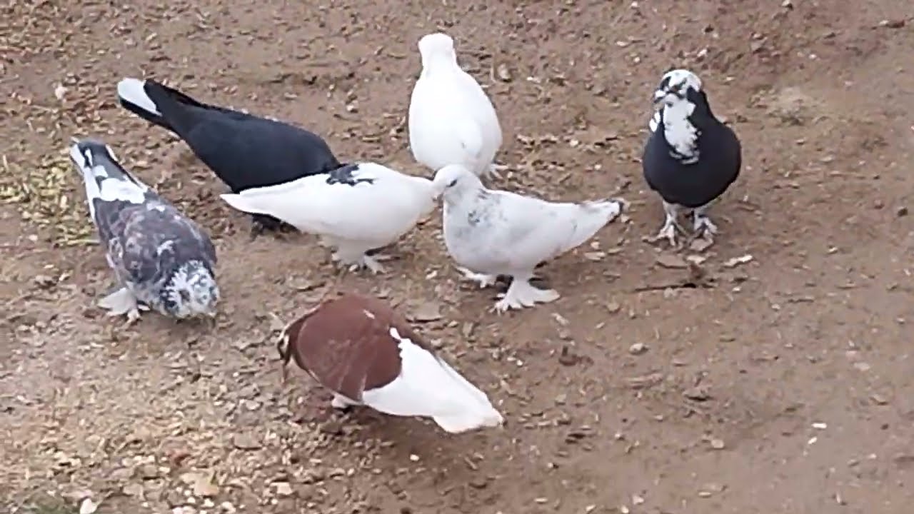 🦜Ala Güzellerin Hayatı🦜 12 Şubat 2026