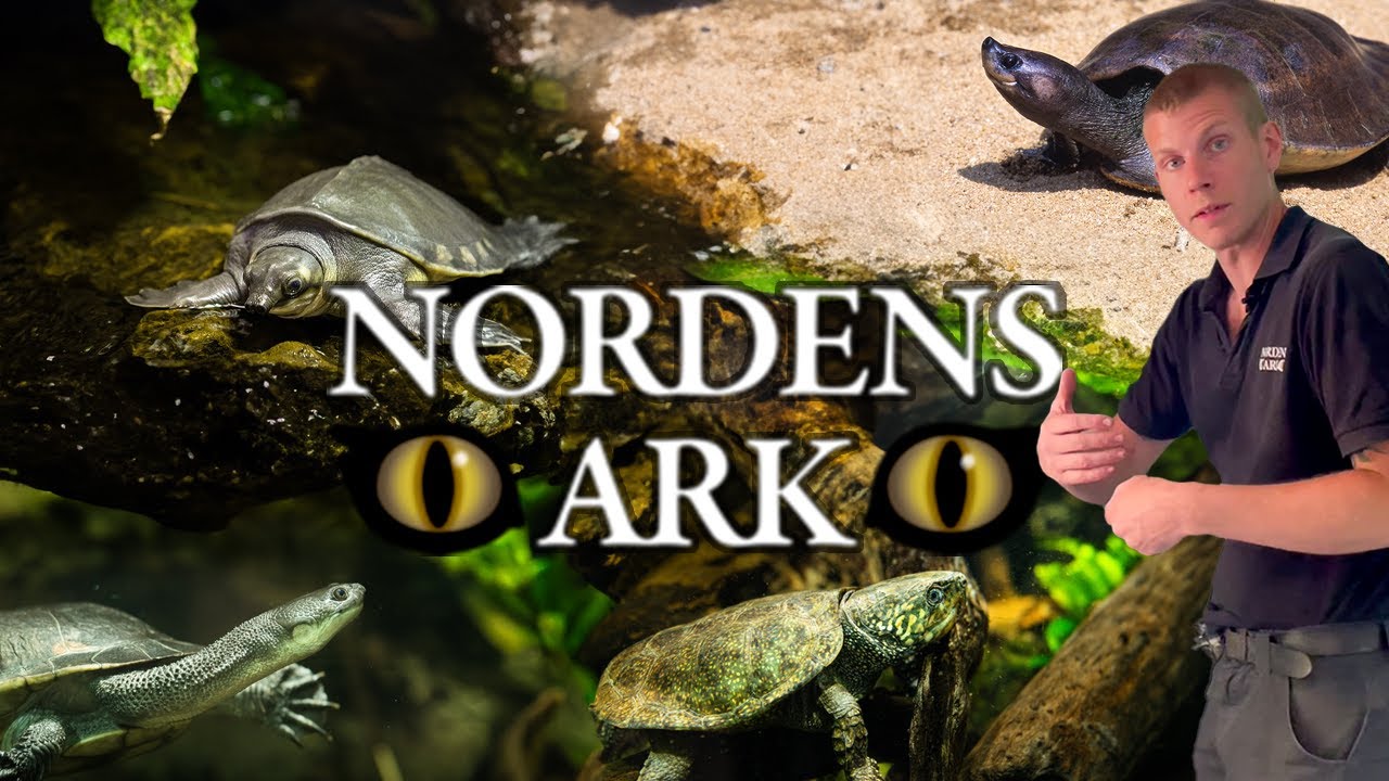 Vi besöker Nordens Ark - SköldpaddsArken