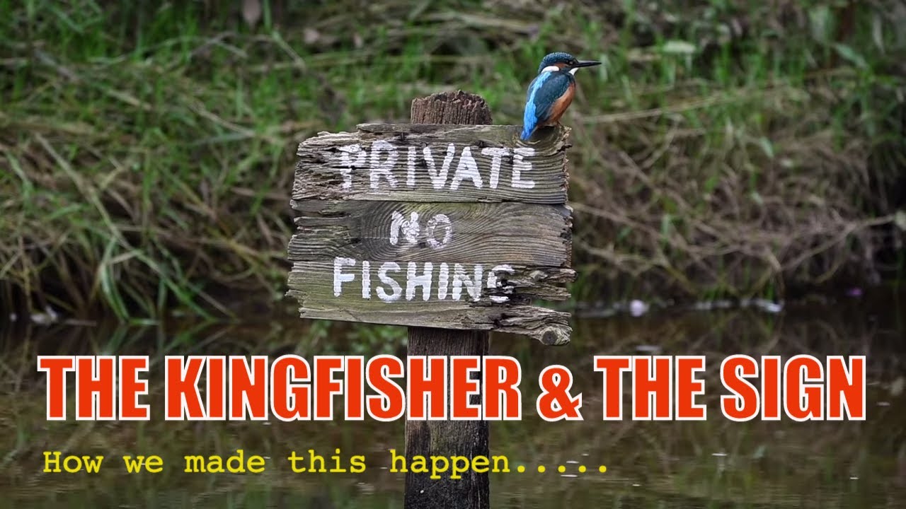 Photographing Kingfishers - Trying To Capture The Perfect Image (Amazing Results!)