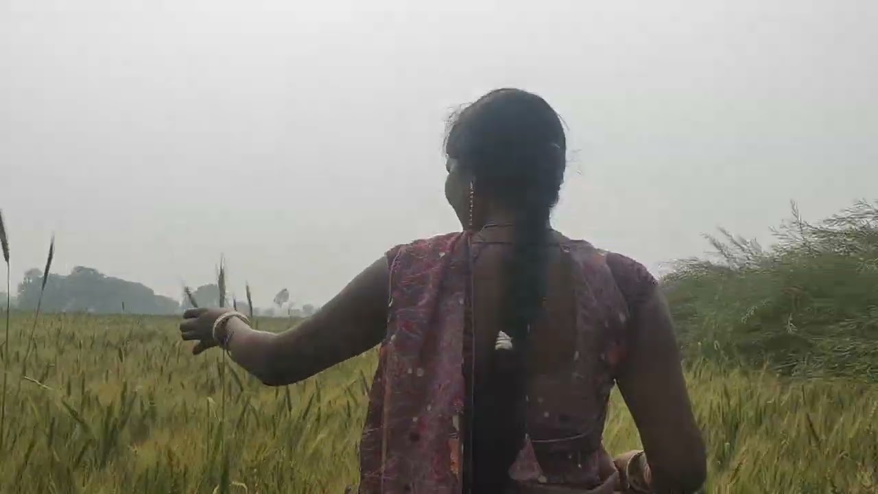 Abaki bar gehun ho ya sarso fasal acchi Hui Hai#kisanektazindabaad ...