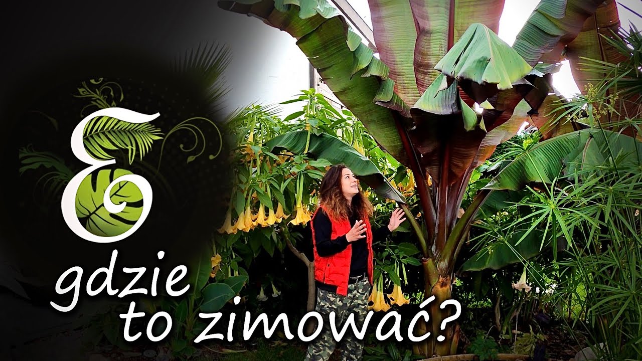 Jak i gdzie przezimować bananowce. Co jest lepsze dom, piwnica czy szklarnia?