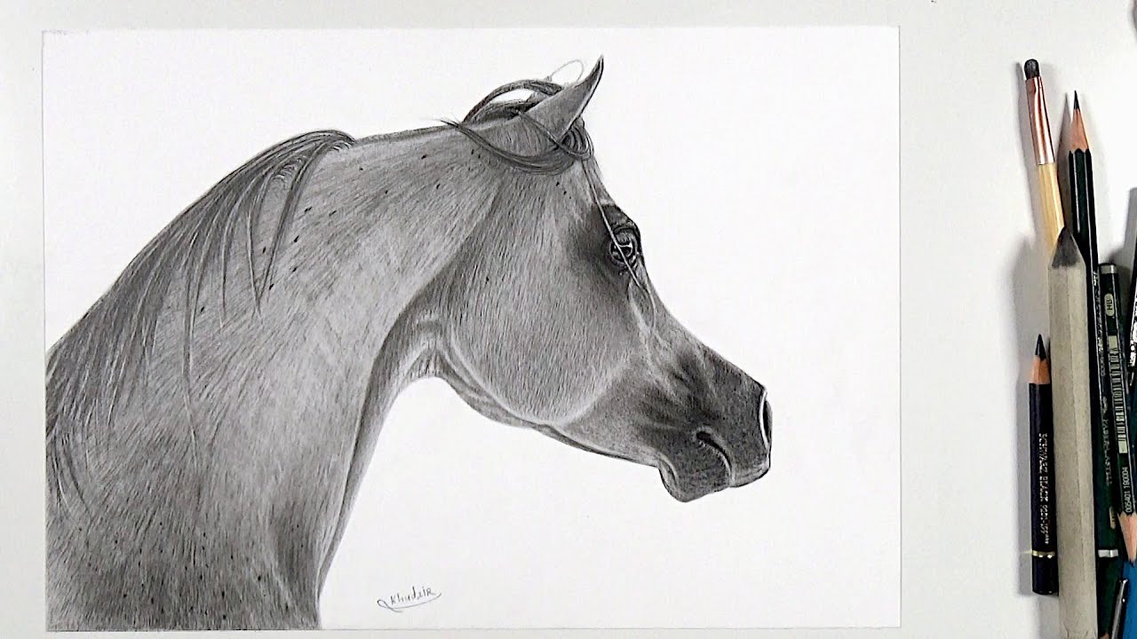 تعلم كيفية رسم الحصان العربي باقلام الرصاص رسم واقعي بسيط