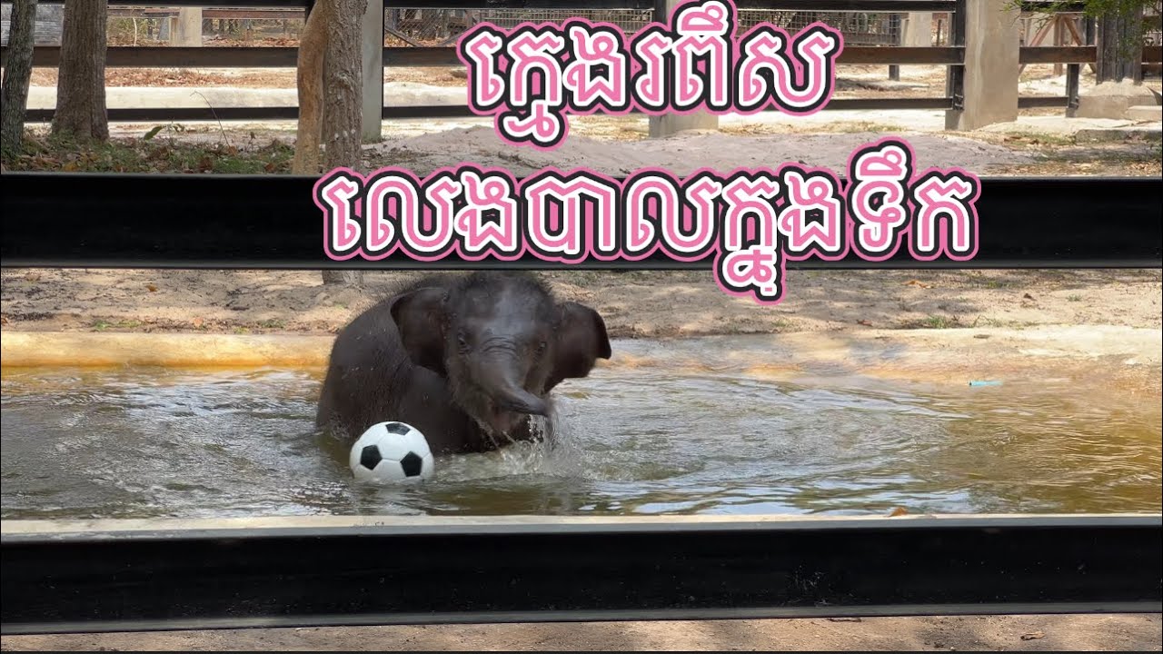 ក្បាលខូចលំផាត់បណ្ដែតខ្លួនលើទឹកផងលឹបទឹកផងនិងលេងបាល់ក្នុងទឹកសប្បាយរីករាយមែនទែន