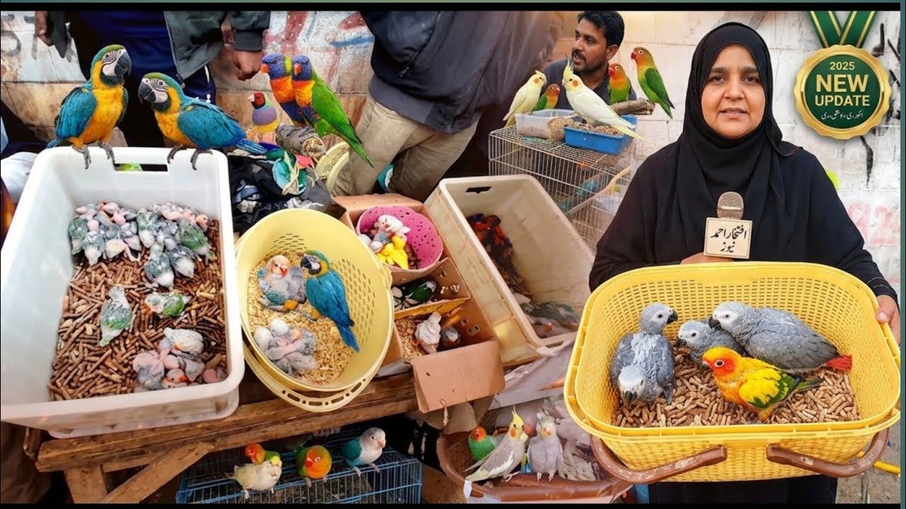 Baby Parrots Chicks in Lalukhet Biggest Birds Market 2025 Reasonable Price