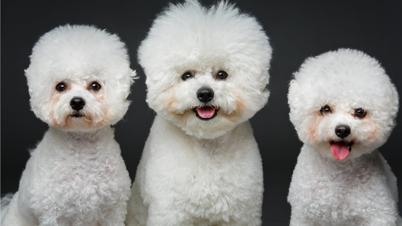 4 Considerations Before Owning a Bichon Frise💥Potential Drawbacks and Issues💜